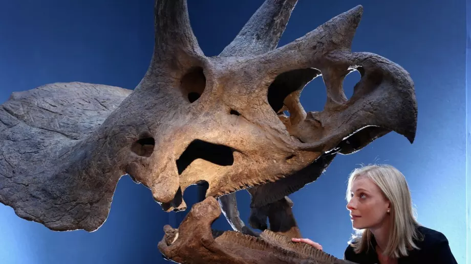 Продават на търг скелет на динозавър на 66 млн. години