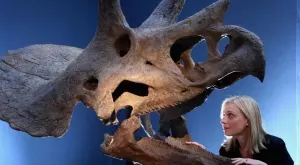 Скелетът на динозавъра „Големия Джон“ продаден за € 6,6 милиона