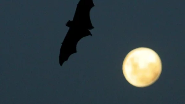 Откриха нов вид прилеп в Ръжишката пещера