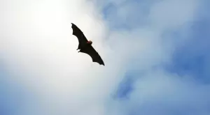 Нов вирус от прилепи с до 70% смъртност заплашва с пандемия