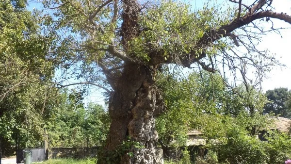 Вековната черница в село Крамолин