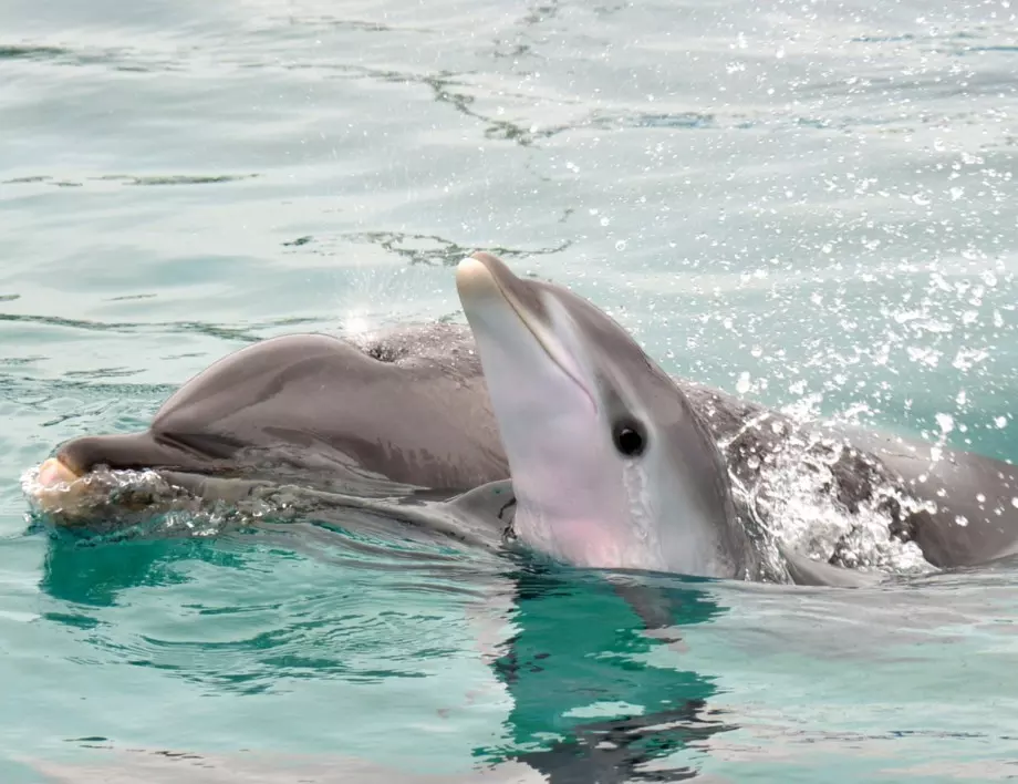 Знаете ли с какво се храни делфинът?