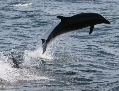 Какво ще ви се случи, ако видите делфин в Черно море?