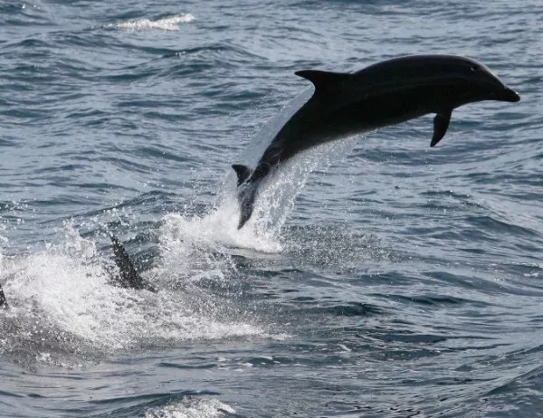 Рекорден брой мъртви делфини изхвърлени в Бискайския залив заради мрежи 