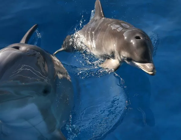 Над 20 мъртви делфина е изхвърлило морето само за м. май