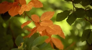 Максималните температури достигат 19°