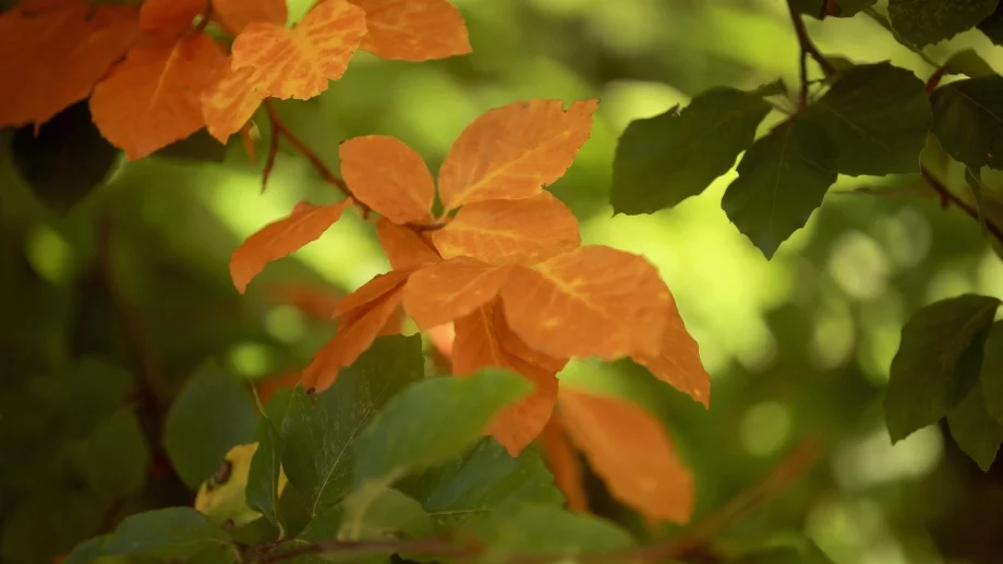 Максималните температури достигат 19°