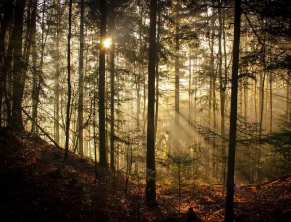 Експериментална гора предсказва измененията на климата