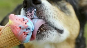 Вредни храни за домашните ни любимци