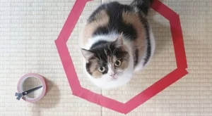 Нова онлайн мания - котки в кръгове