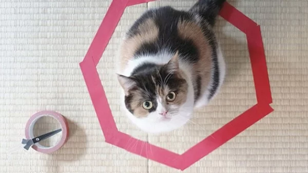 Нова онлайн мания - котки в кръгове