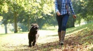 Редовни разходки за здраво сърце