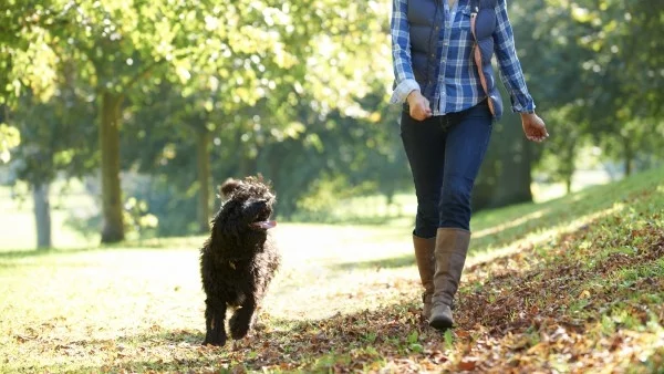 Редовни разходки за здраво сърце