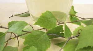 Полезните свойства на сока от бреза