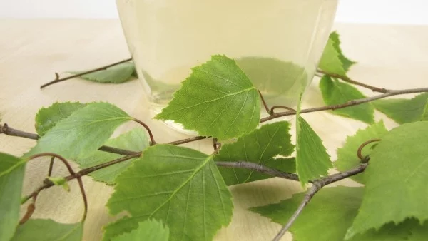 Полезните свойства на сока от бреза