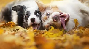 Живейте активно! И със своето куче!