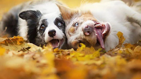 Живейте активно! И със своето куче!