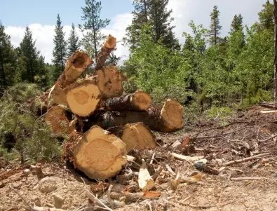 Държавите в ЕС допускат внос на нелегална дървесина, сочи доклад на WWF