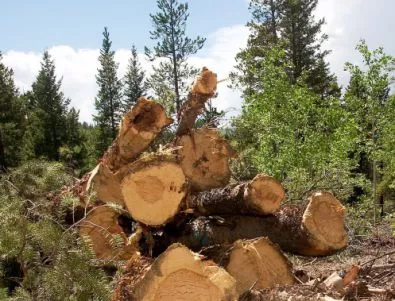 Искането на мораториум върху износа на дървесина е популистко