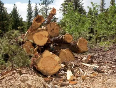 Забраняват износа за необработена дървесина за 3 месеца 