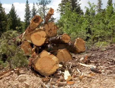 Мораториумът за износ на дървесина сериозно се заклати