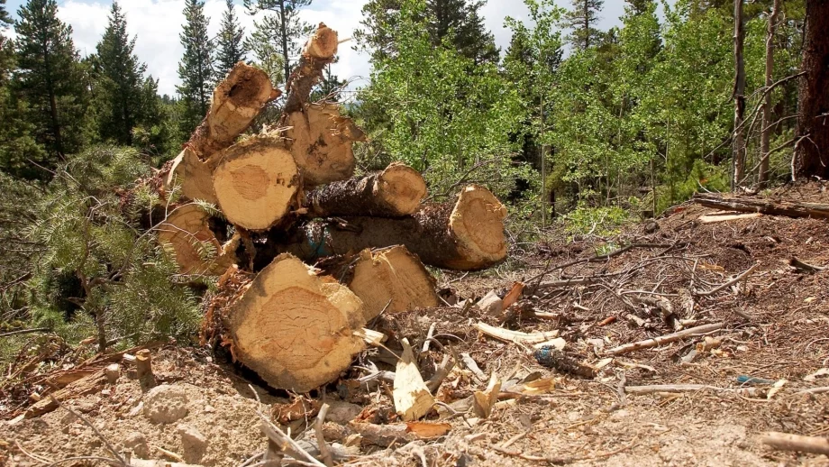 СИДП въвежда система за онлайн наддаване при закупуването на дървесина