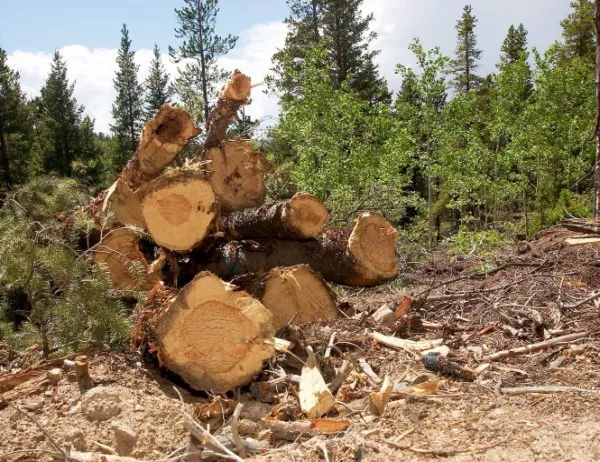 Държавата се похвали, че се увеличава оползотворяването на дървесни отпадъци