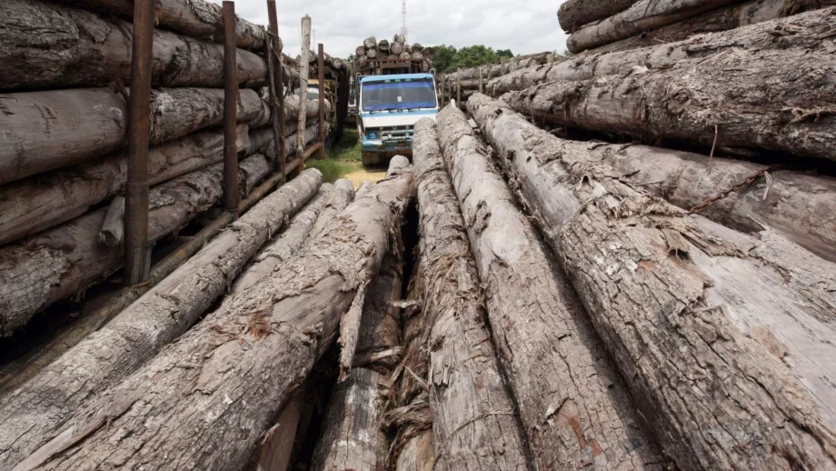 Данъчни и социални служби проверяват фирмите за дърводобив
