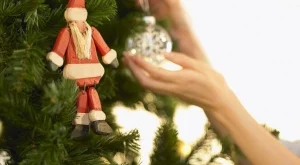 Съвети при избора и отглеждането на елха в саксия