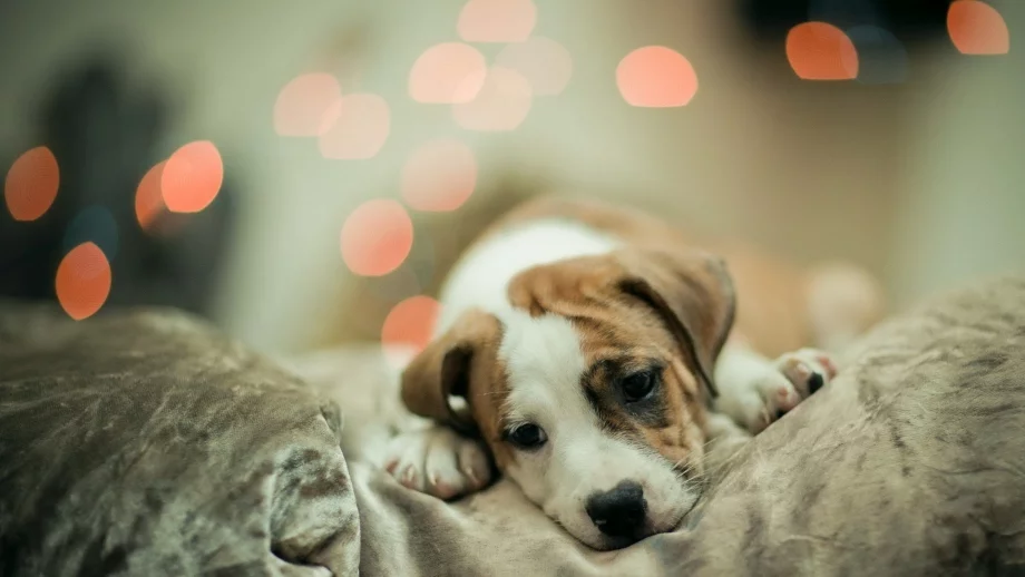 Българско мобилно приложение помага на животни в беда 