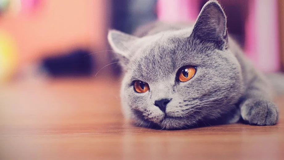 Котка стана...мениджър