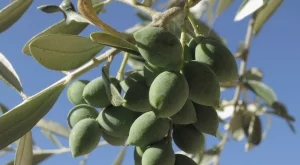И маслини вече се отглеждат в Южна България 