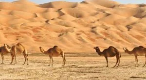 Невероятни бизнес (и не само) факти за Саудитска Арабия 