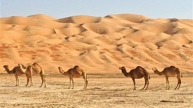 Невероятни бизнес (и не само) факти за Саудитска Арабия 