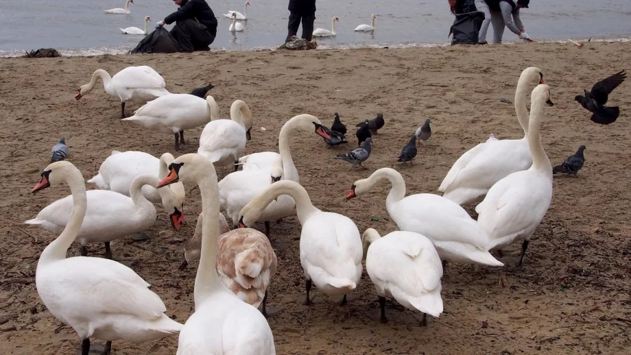 Водата край Офицерския плаж вече е чиста