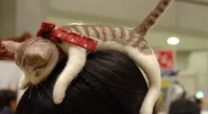 Бихте ли носили: Диадема с котка?