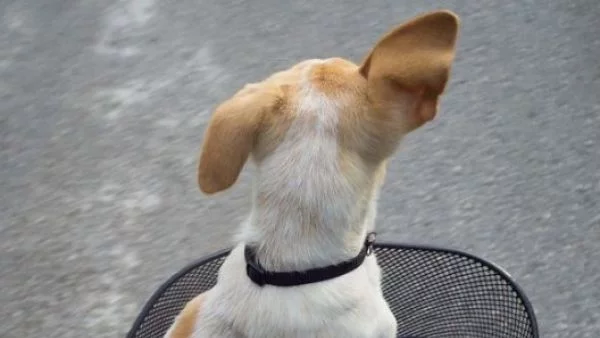 Българин е арестуван в Гърция за жестокост към животните