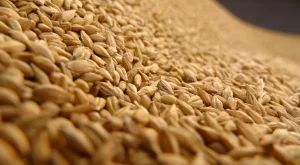 В Хасковско пробват жито с тройно по-високи добиви