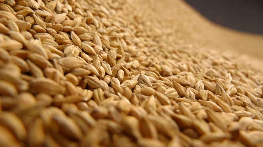 В Хасковско пробват жито с тройно по-високи добиви