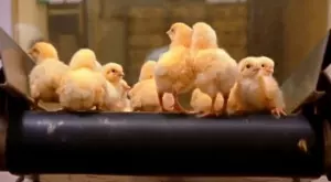 Кандидатстването по мярката за хуманно отношение към животните - по запазен час