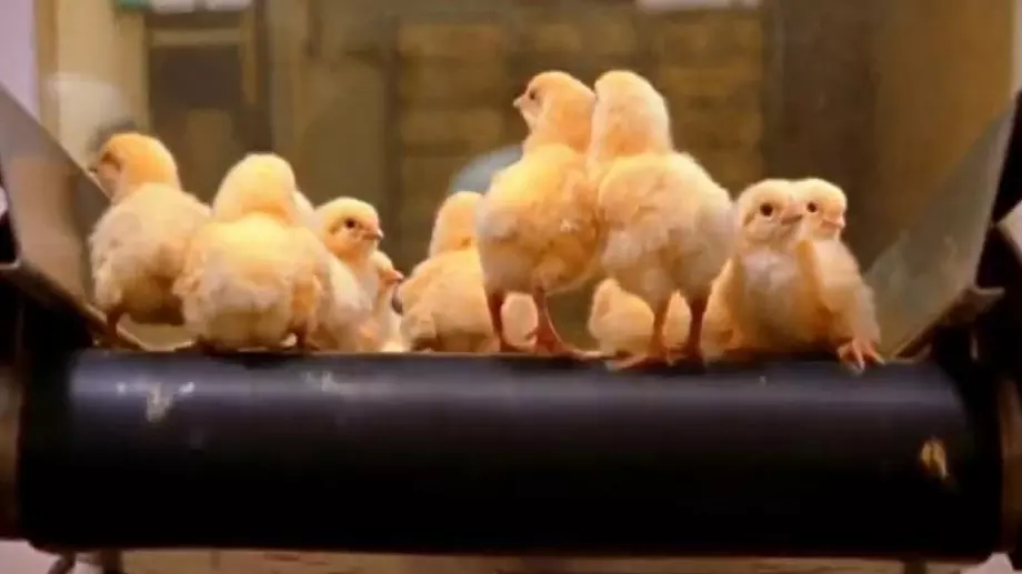 Кандидатстването по мярката за хуманно отношение към животните - по запазен час