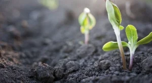 Притча: Семената на съдбата