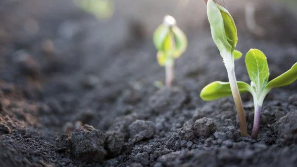 Притча: Семената на съдбата