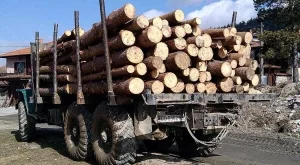 Въвеждат електронен дневник при преработката на дървесина 