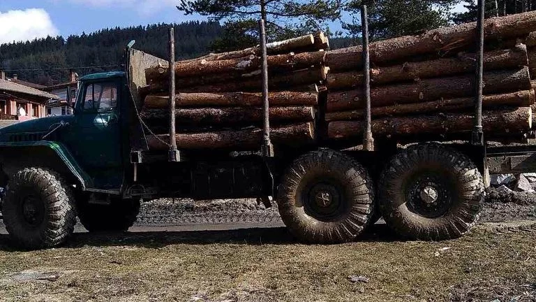 Жандармерията се включва в борбата с незаконната сеч