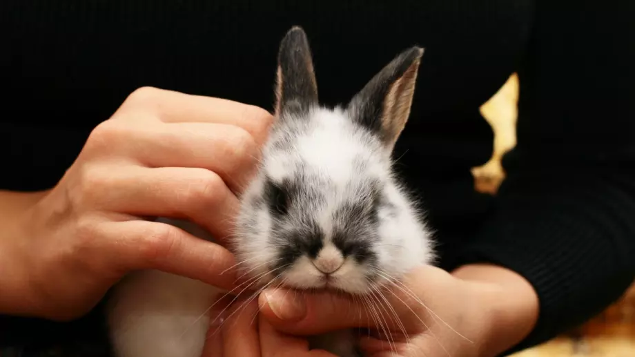 Тази година на ЗАЕКА вещае много забрани 