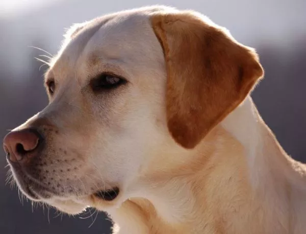 Куче помогна на собственичката си да се излекува от рак