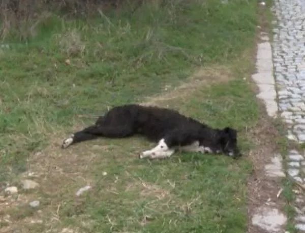 В Асеновград мъж изхвърли куче от третия етаж