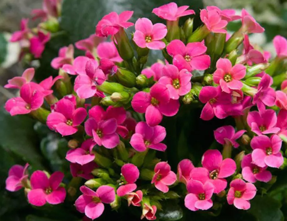 3-те растения, които убиват вирусите и пречистват въздуха у дома