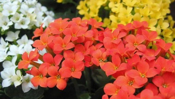 Саксийни цветя, които трудно ще убиете